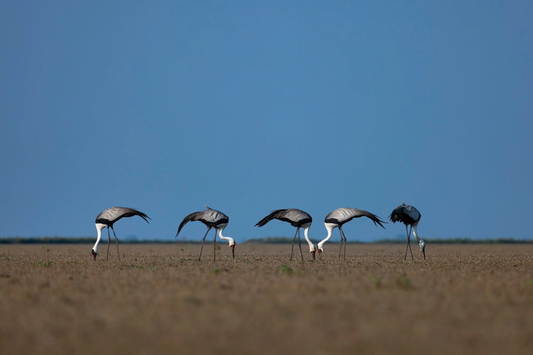 BIRD PHOTOGRAPHY - Michael Davy