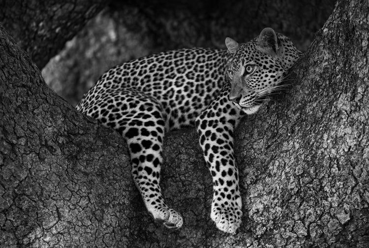 BLACK AND WHITE PHOTOGRAPHY - Michael Davy