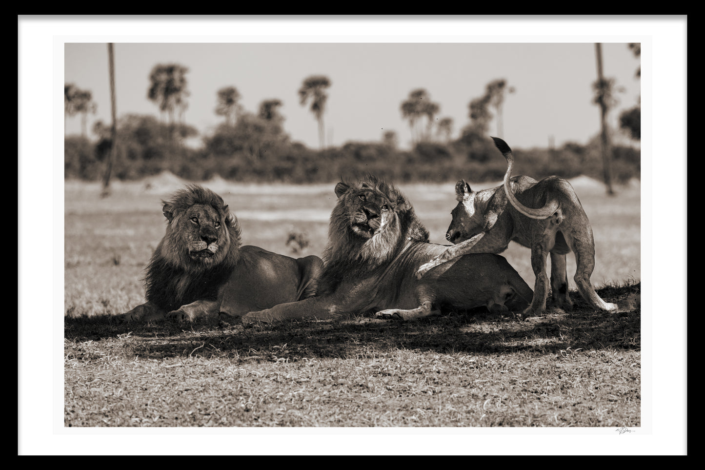 WILD LEGACY