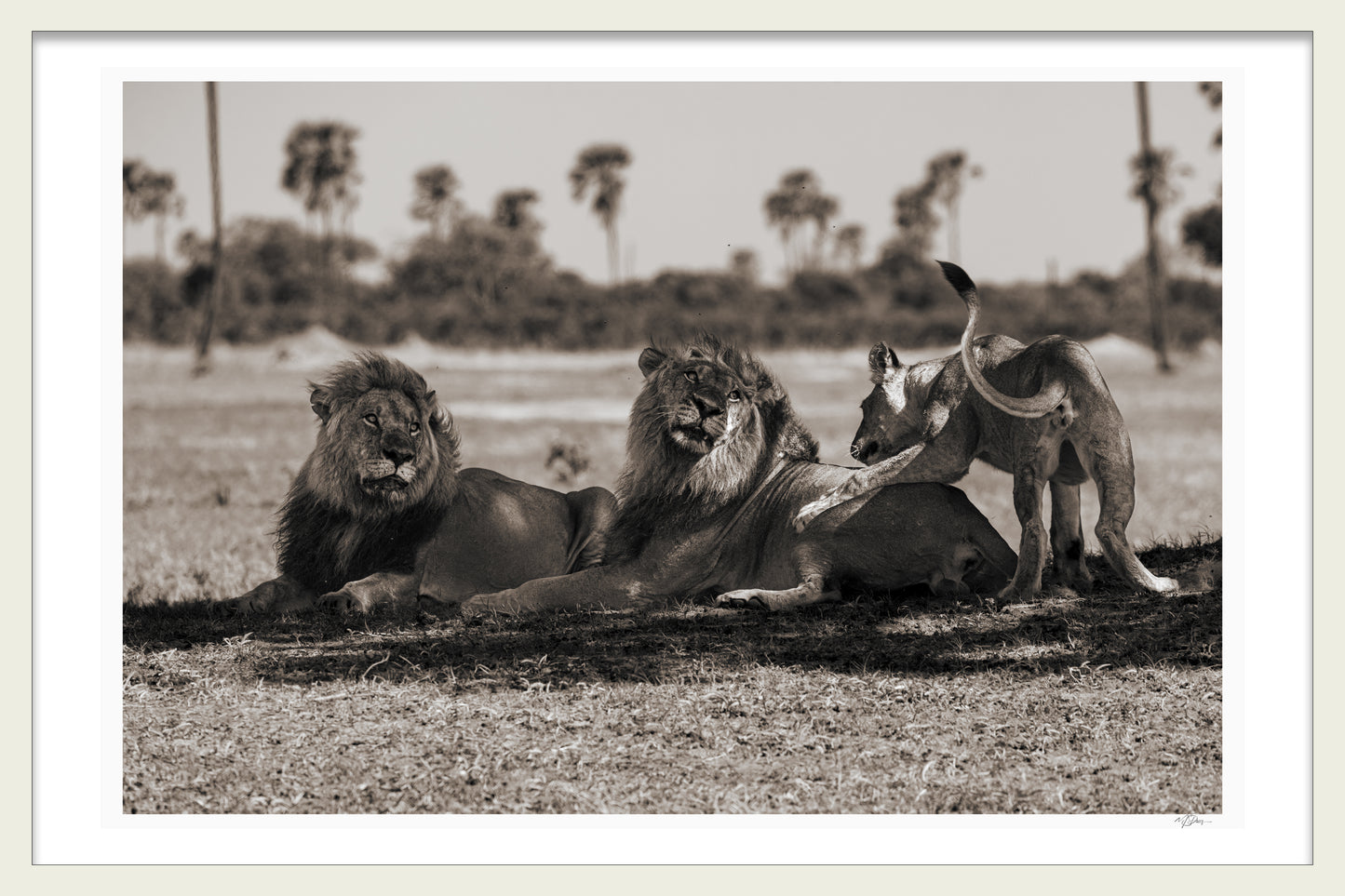WILD LEGACY