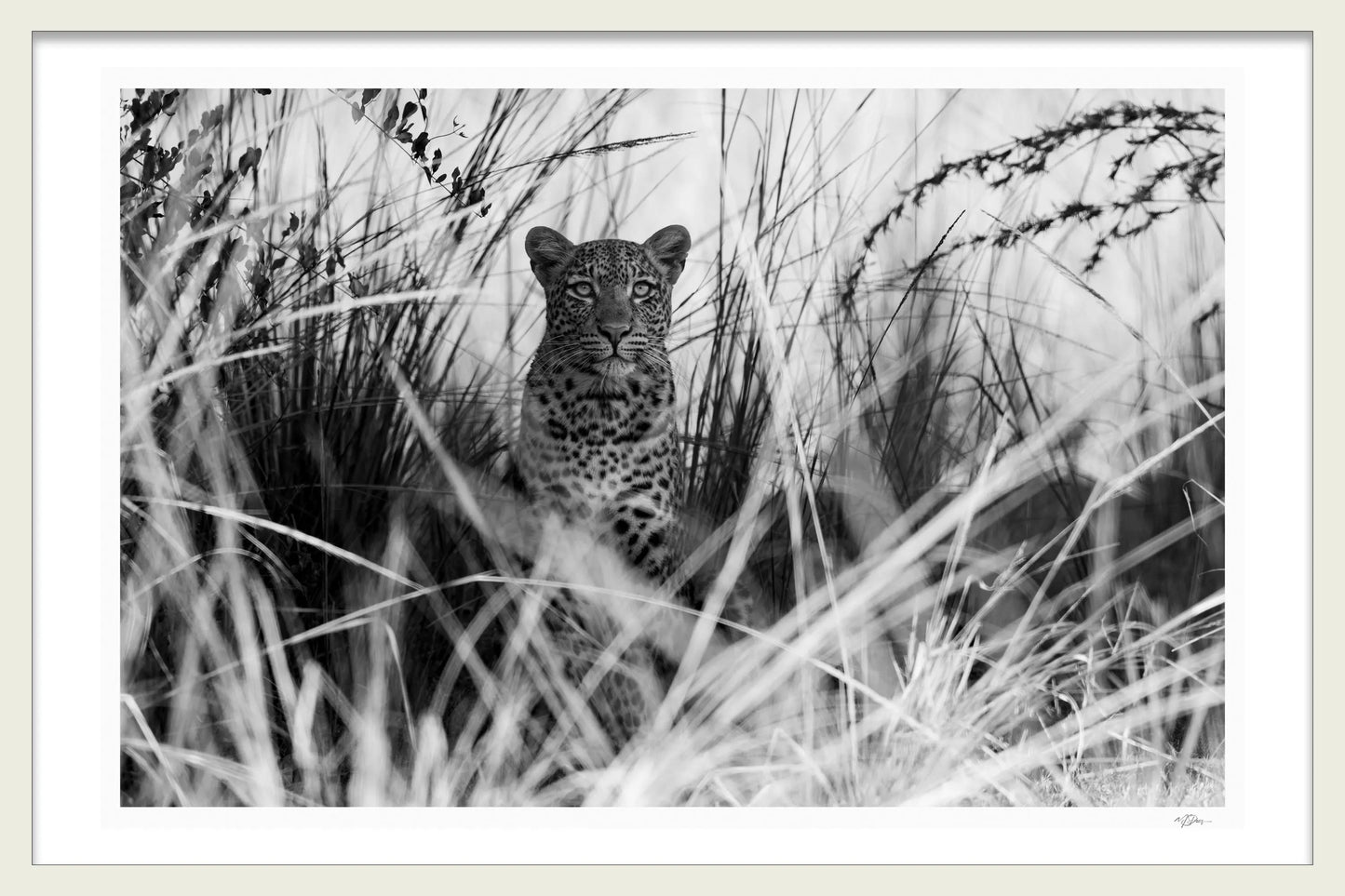 EYES THAT SPEAK THE GREATEST LANGUAGE - BY MICHAEL DAVY