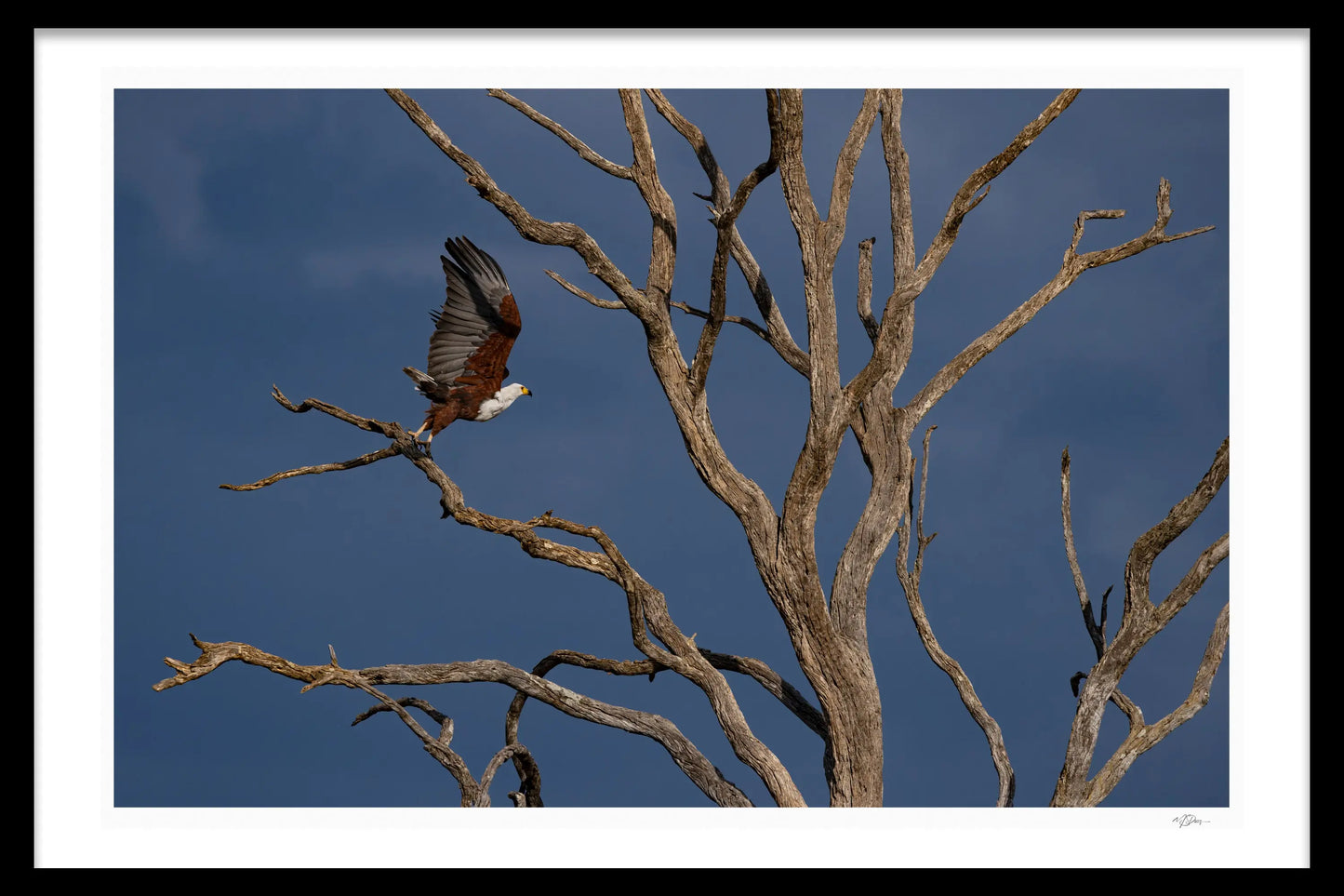FISHEAGLE FLIGHT - Michael Davy