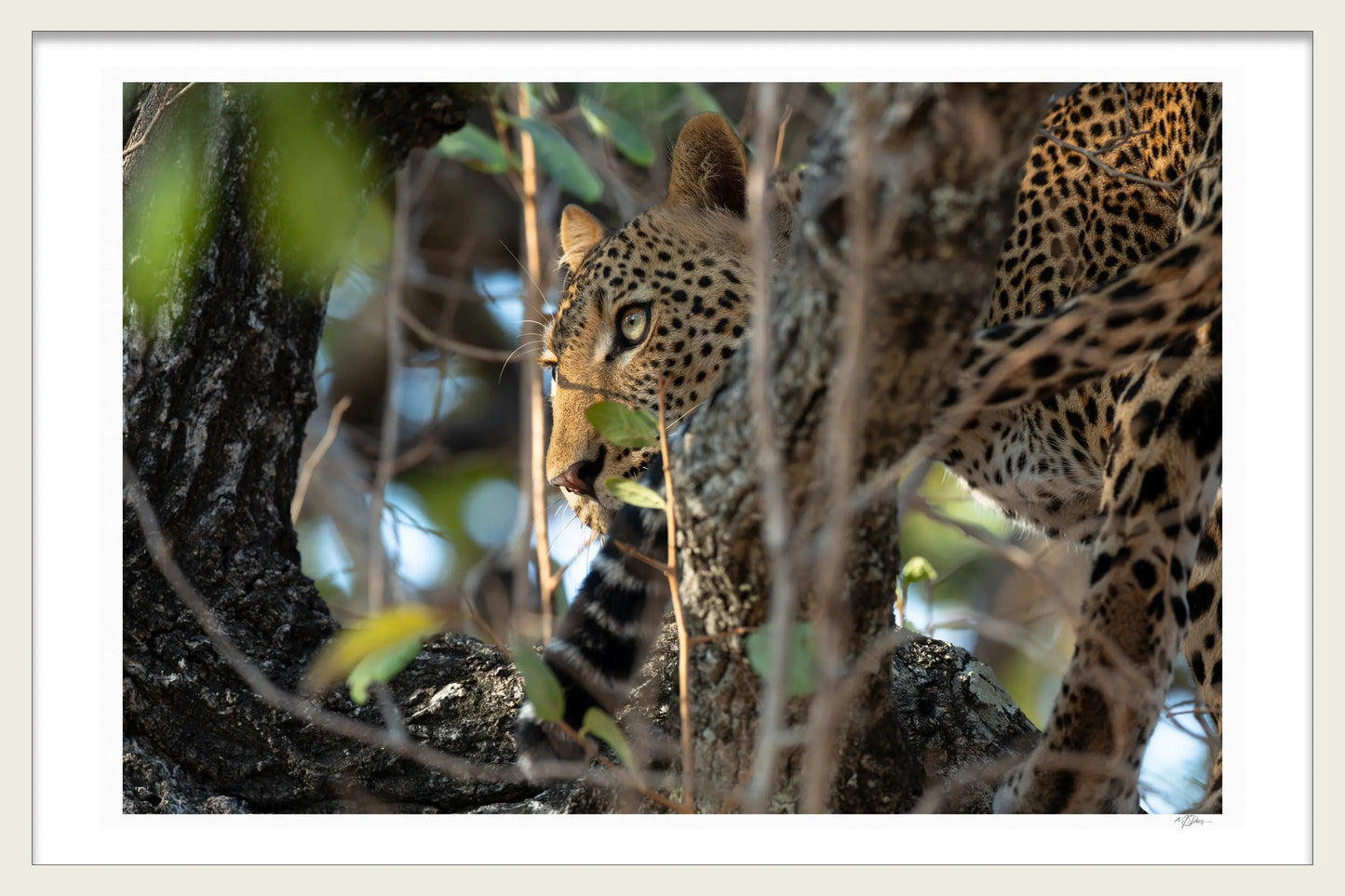 FOCUS 1ST EDITION LIMITED FINE ART PRINTS