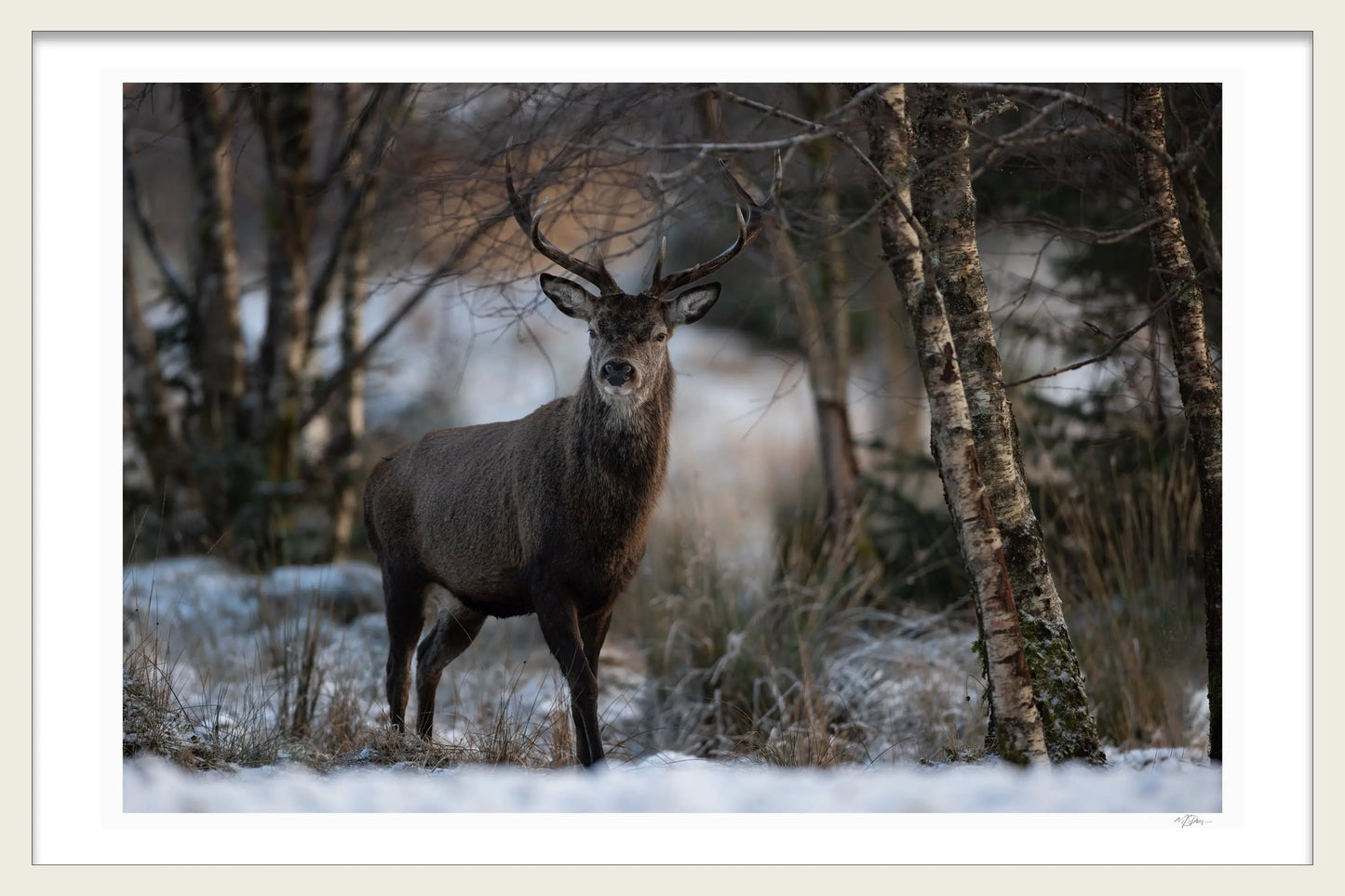 HIGHLAND KING 1ST EDITION LIMITED FINE ART PRINTS