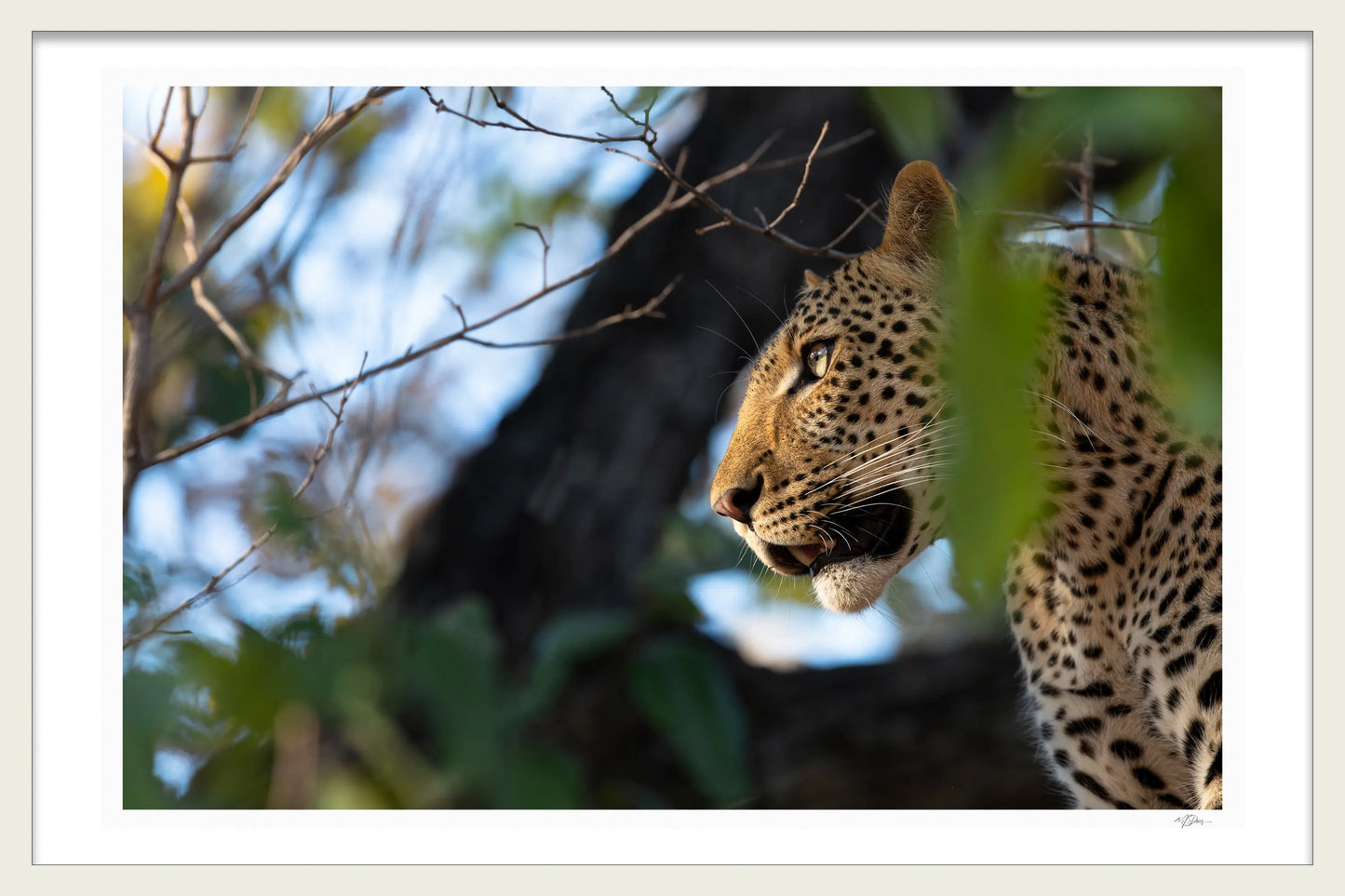 HUNTING EYES 1ST EDITION LIMITED FINE ART PRINTS
