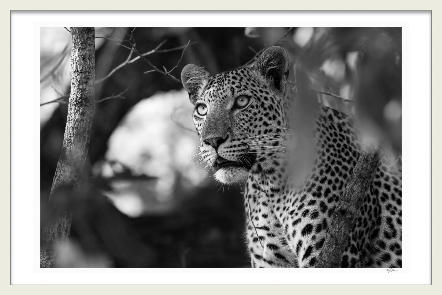MONOCHROME MAJESTY