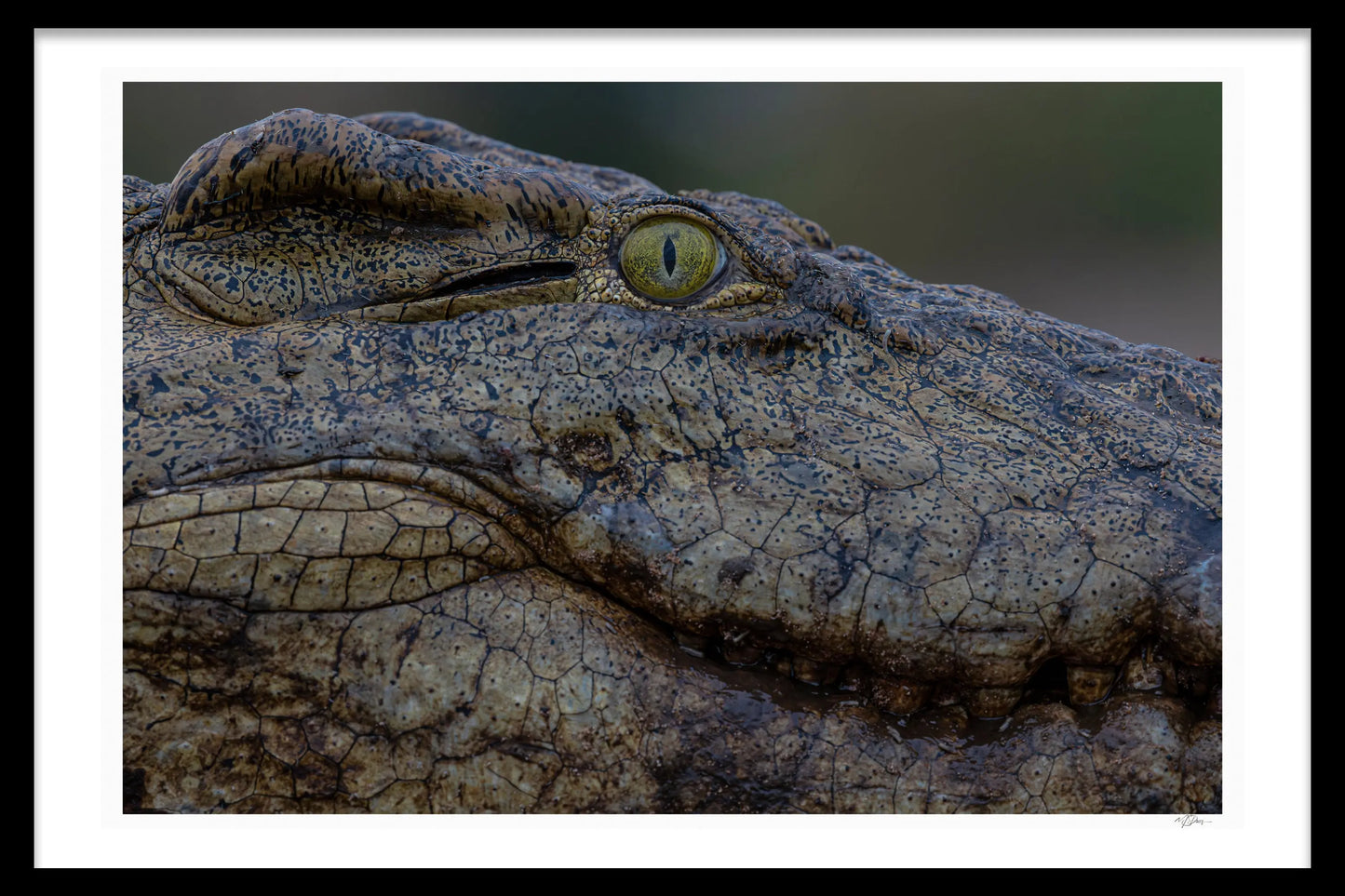 PARIETAL EYE