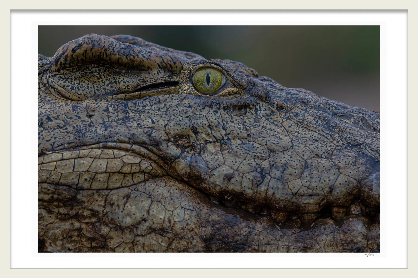 PARIETAL EYE