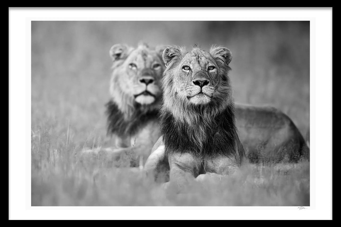 BROTHERS IN ARMS