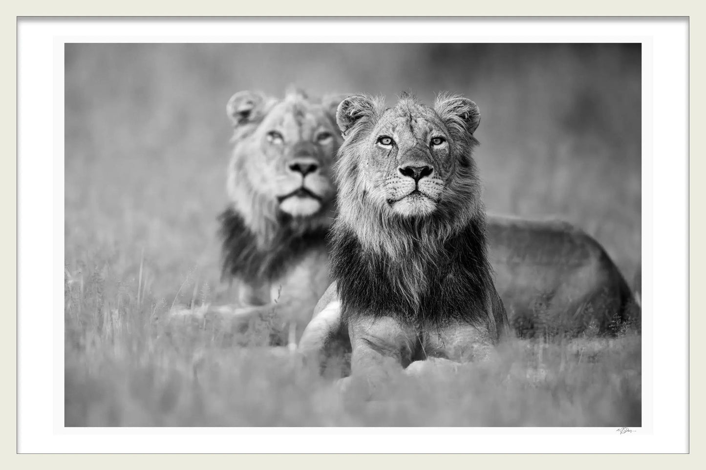 BROTHERS IN ARMS