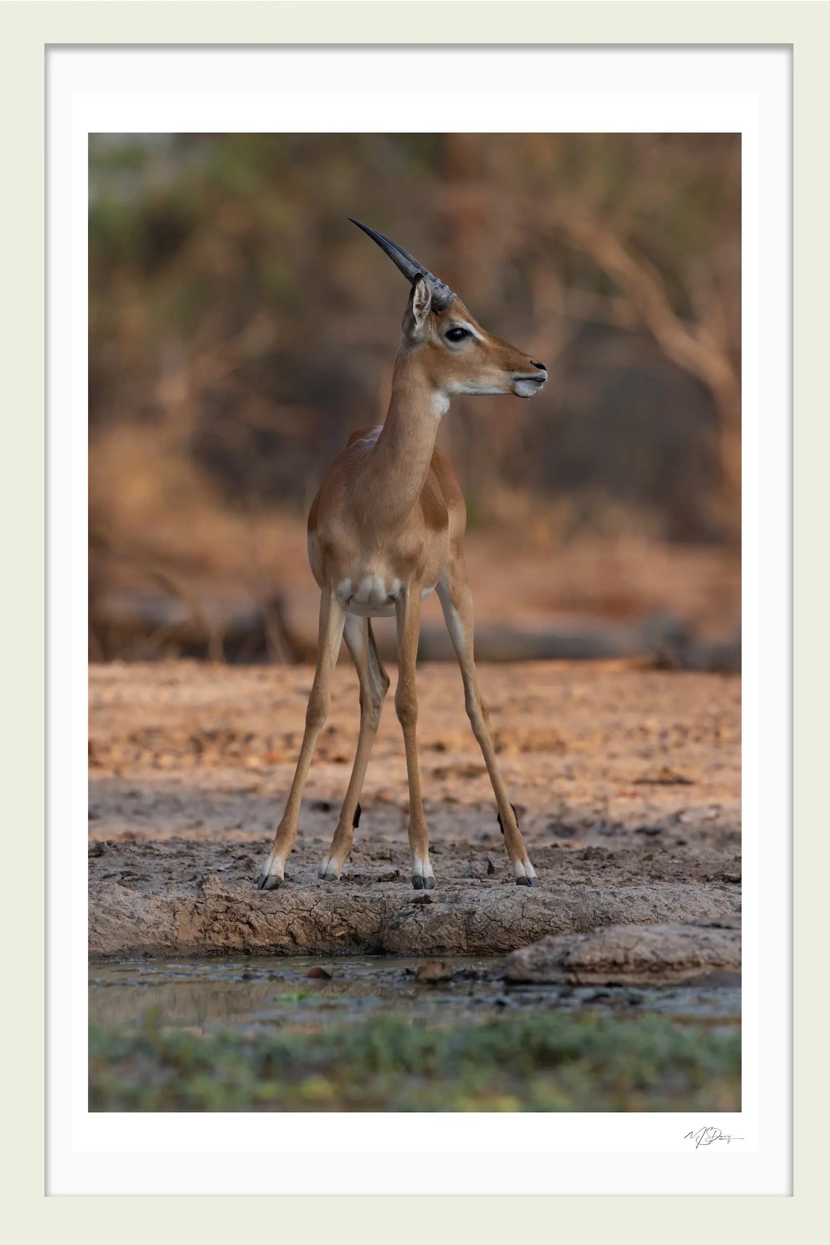 A CAUTIOUS TALE LIMITED EDITION FINE ART PHOTOGRAPHIC PRINT