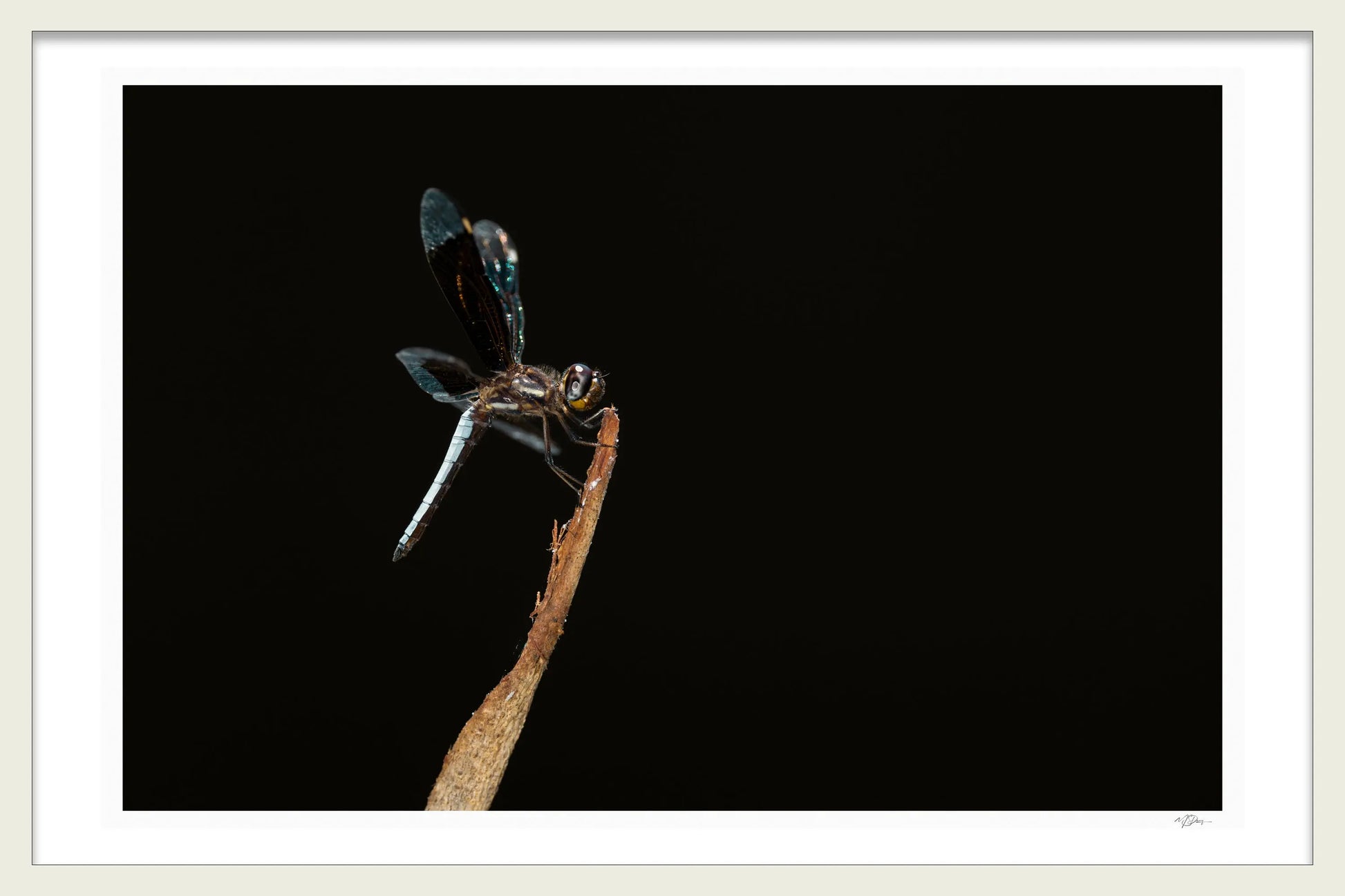 Art Full Dragonfly - Michael Davy