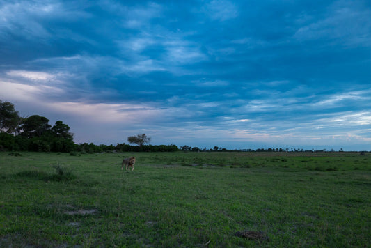 BROODING SKIES