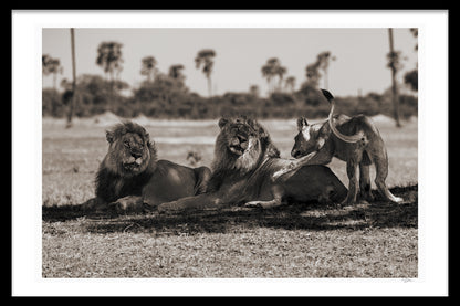 WILD LEGACY
