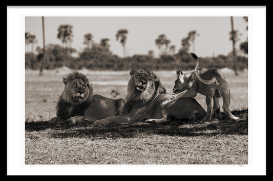 WILD LEGACY