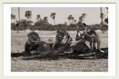 WILD LEGACY