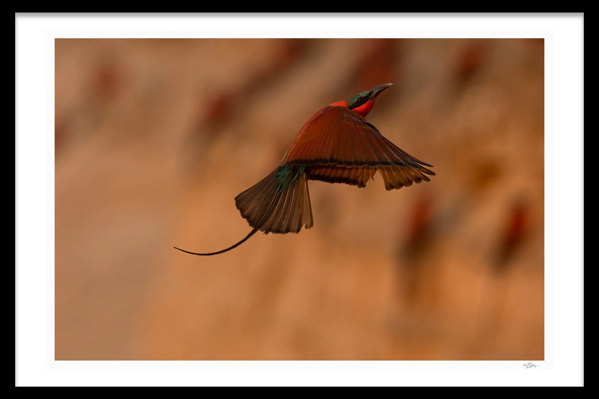 CARNIME BEE-EATER - Michael Davy