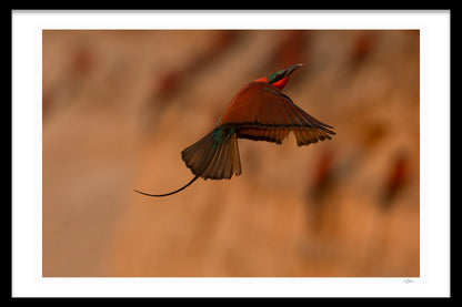 CARNIME BEE-EATER - Michael Davy