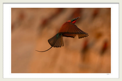 CARNIME BEE-EATER - Michael Davy