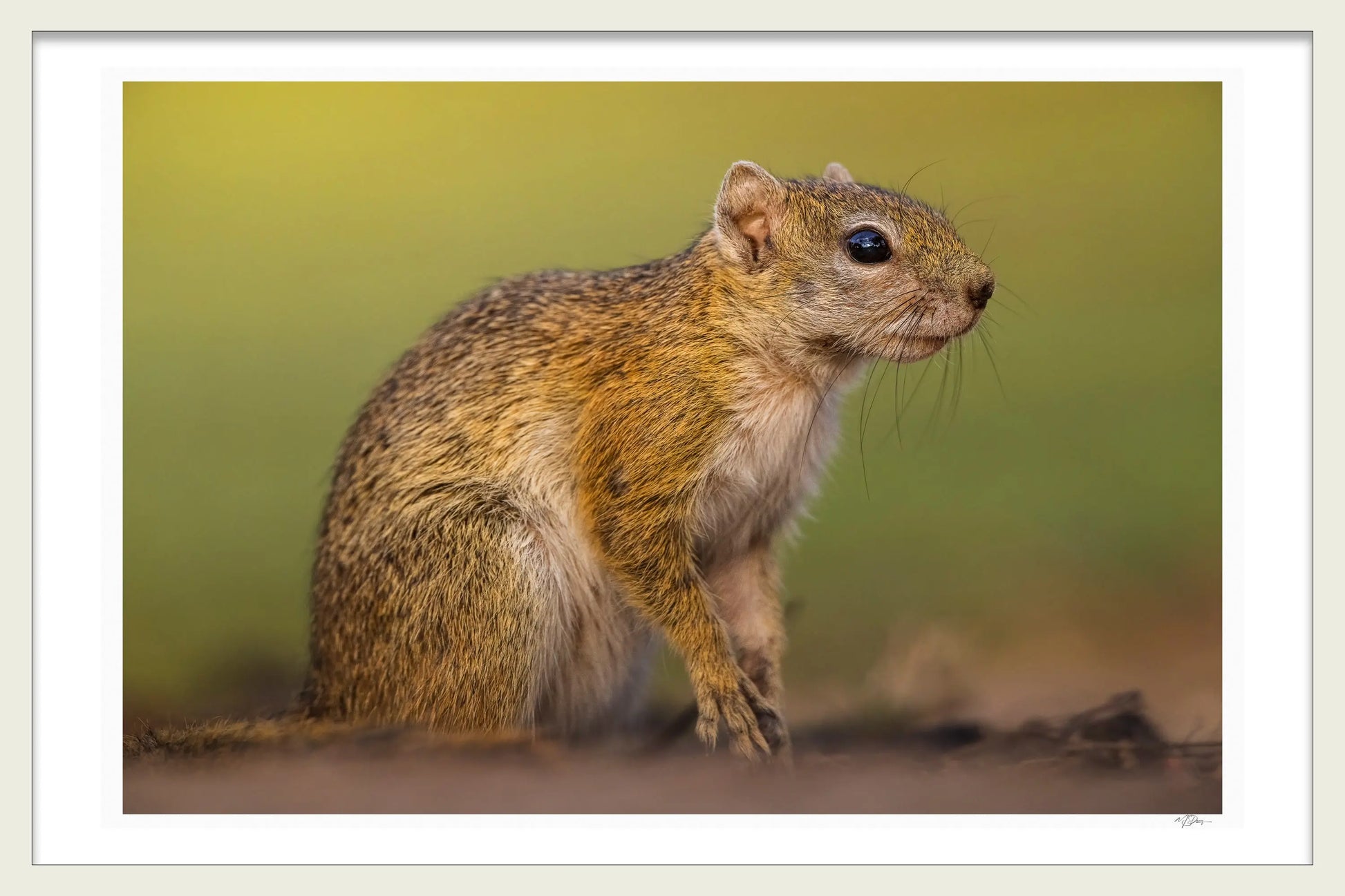 CHAOTIC SURPRISE 1ST EDITION LIMITED FINE ART PRINT
