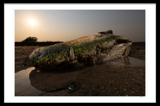 CROCODILE SKULL - Michael Davy