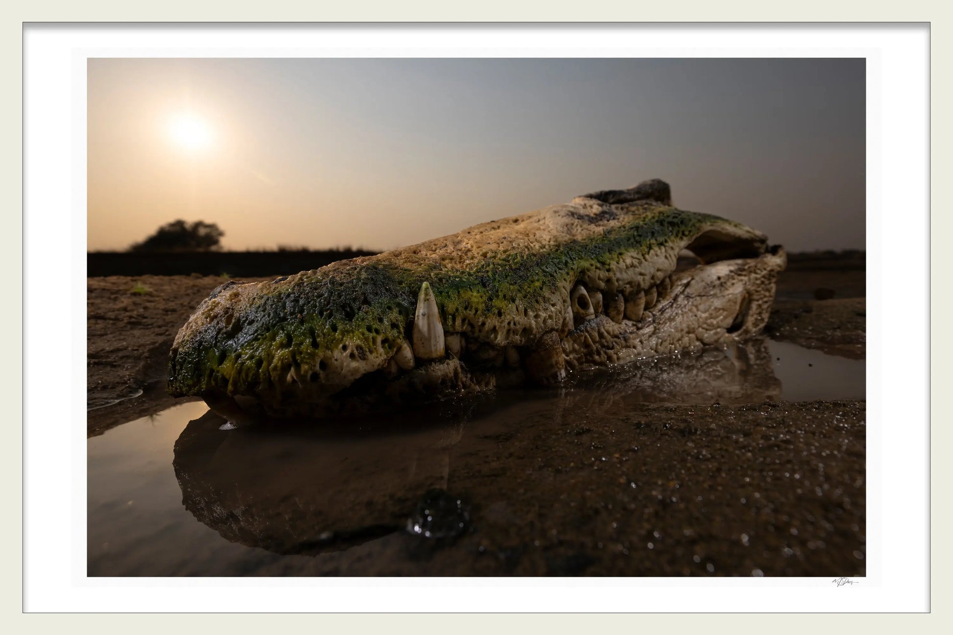 CROCODILE SKULL - Michael Davy