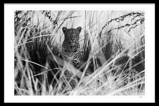 EYES THAT SPEAK THE GREATEST LANGUAGE - BY MICHAEL DAVY