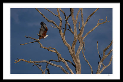 FISHEAGLE FLIGHT - Michael Davy
