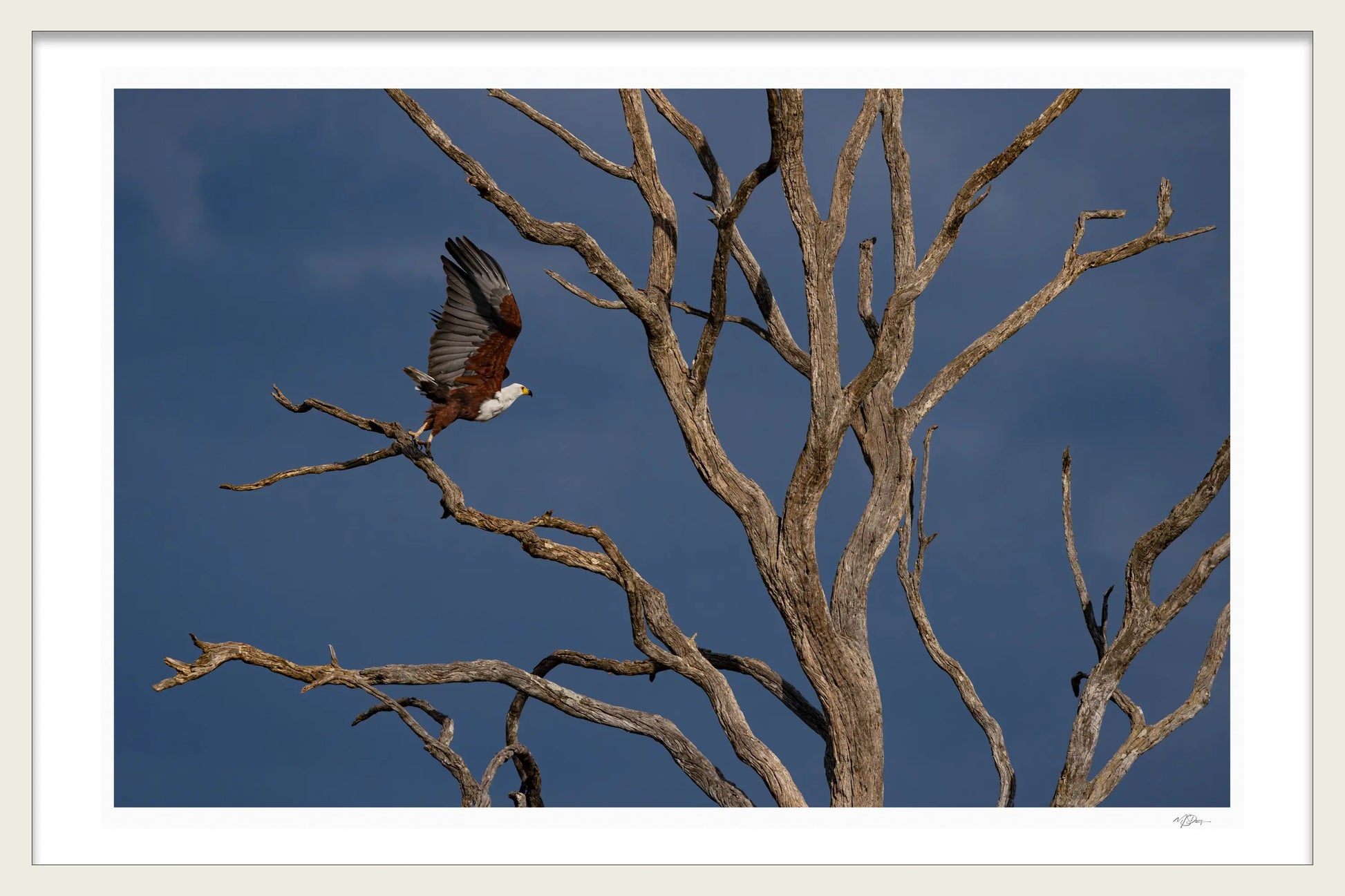 FISHEAGLE FLIGHT - Michael Davy