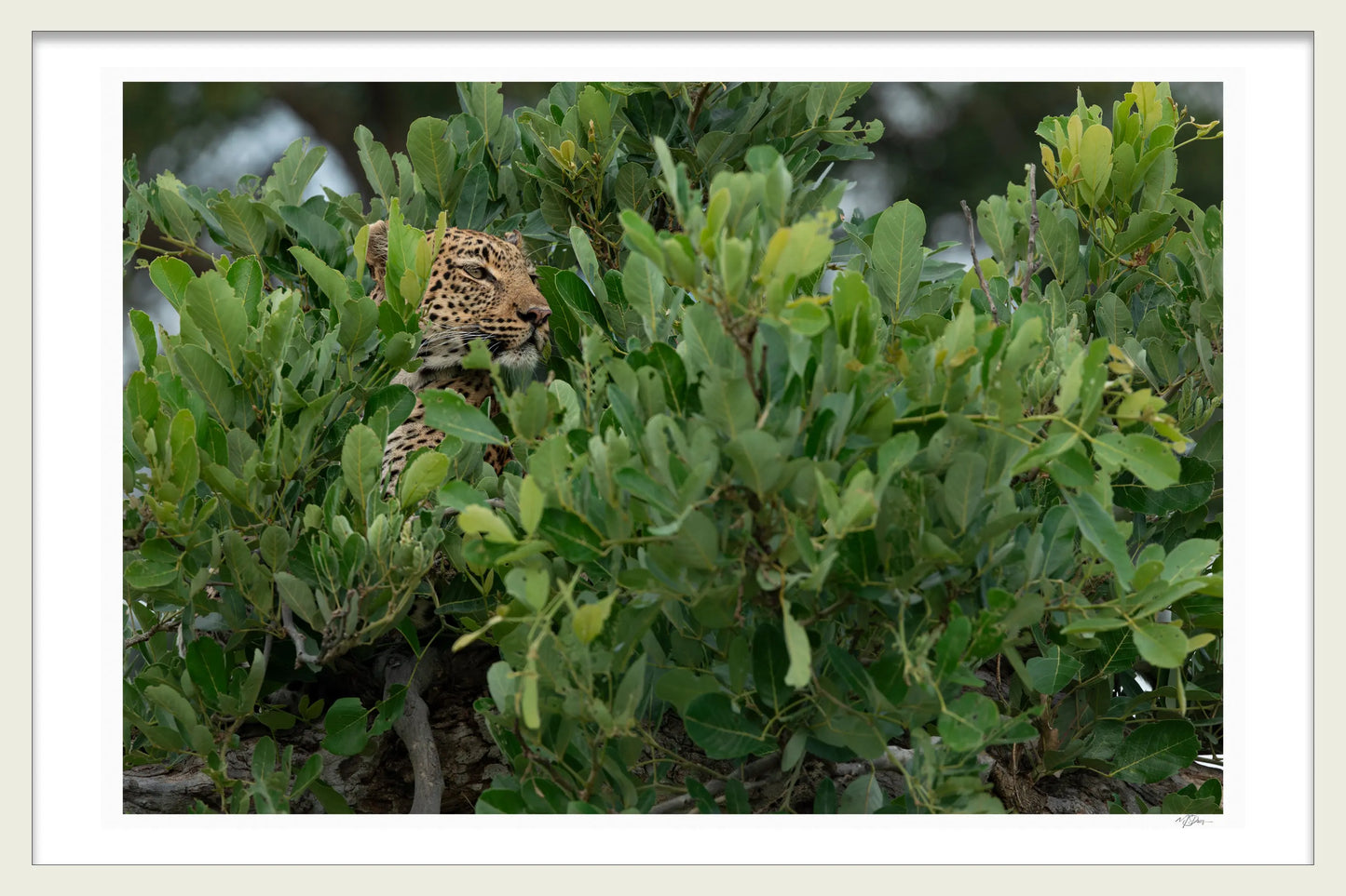 HIDDEN IN PLAIN SIGHT