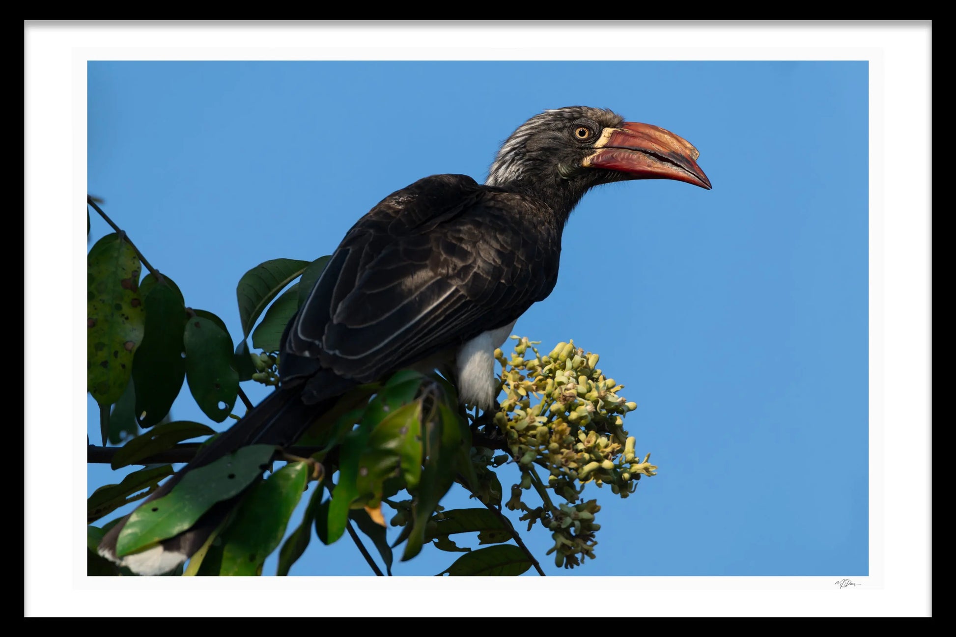 HORNBILL SIDE-EYE - Michael Davy