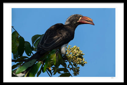 HORNBILL SIDE-EYE - Michael Davy
