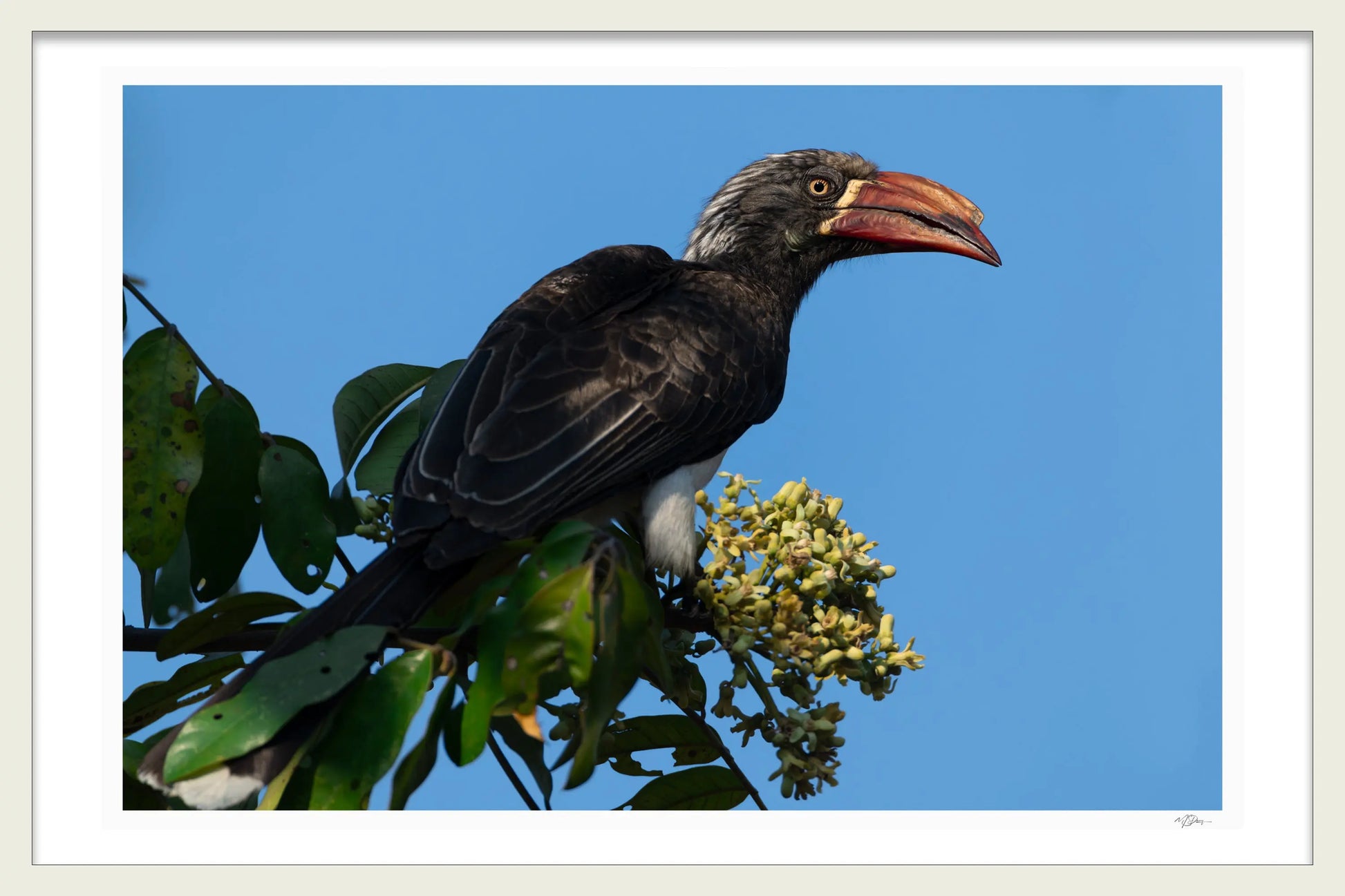 HORNBILL SIDE-EYE - Michael Davy