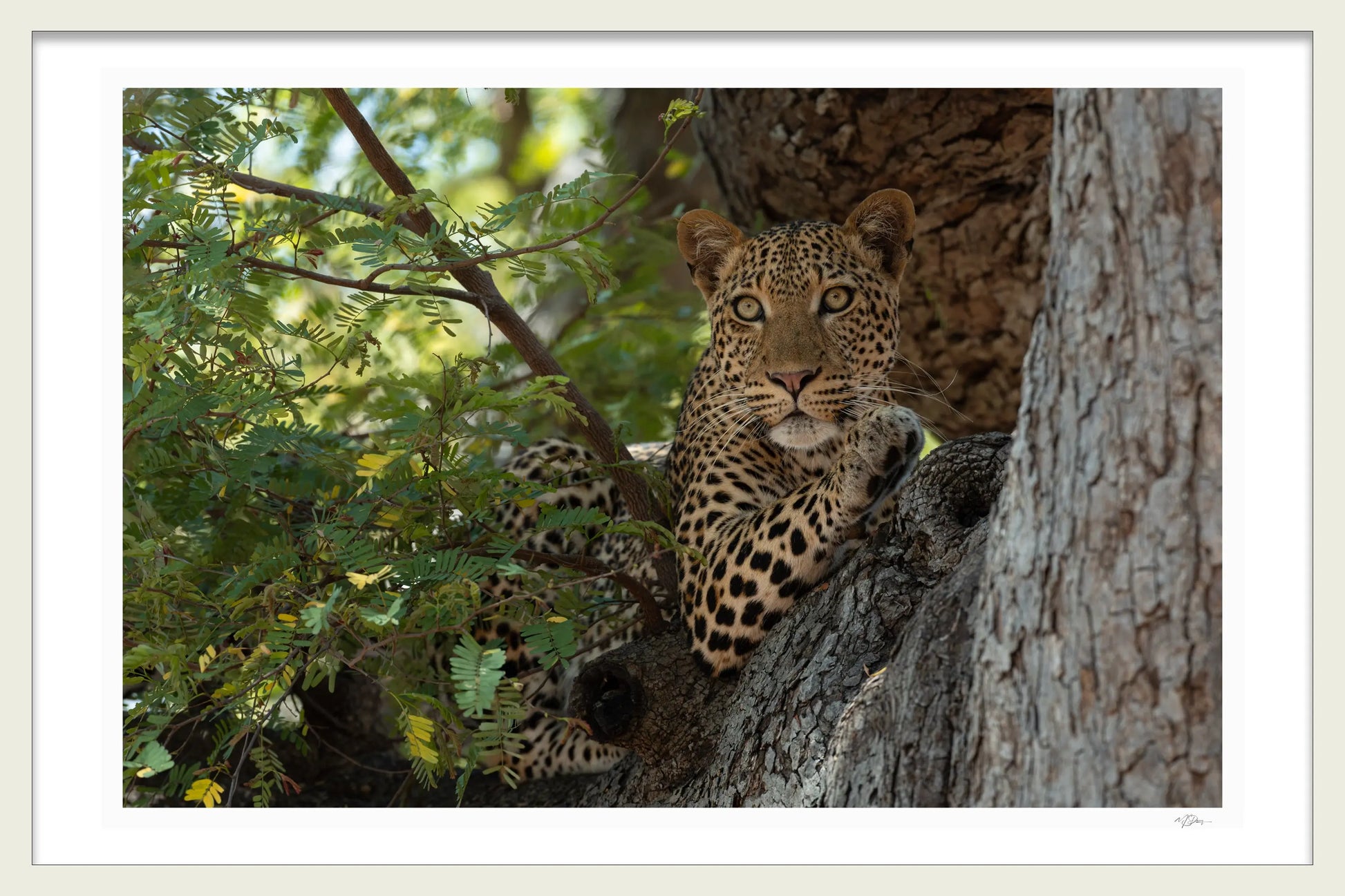 HUNTERS REST 1ST EDITION FINE ART PRINT