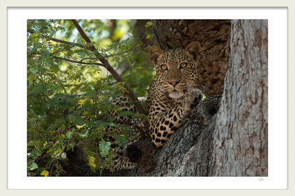 HUNTERS REST 1ST EDITION FINE ART PRINT