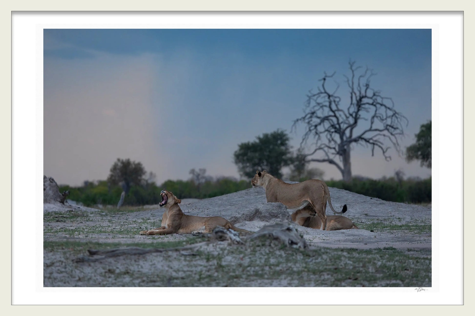 IMMINENT HUNT 1ST EDITION LIMITED PRINTS 