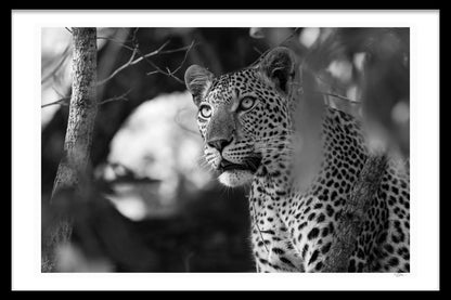 MONOCHROME MAJESTY