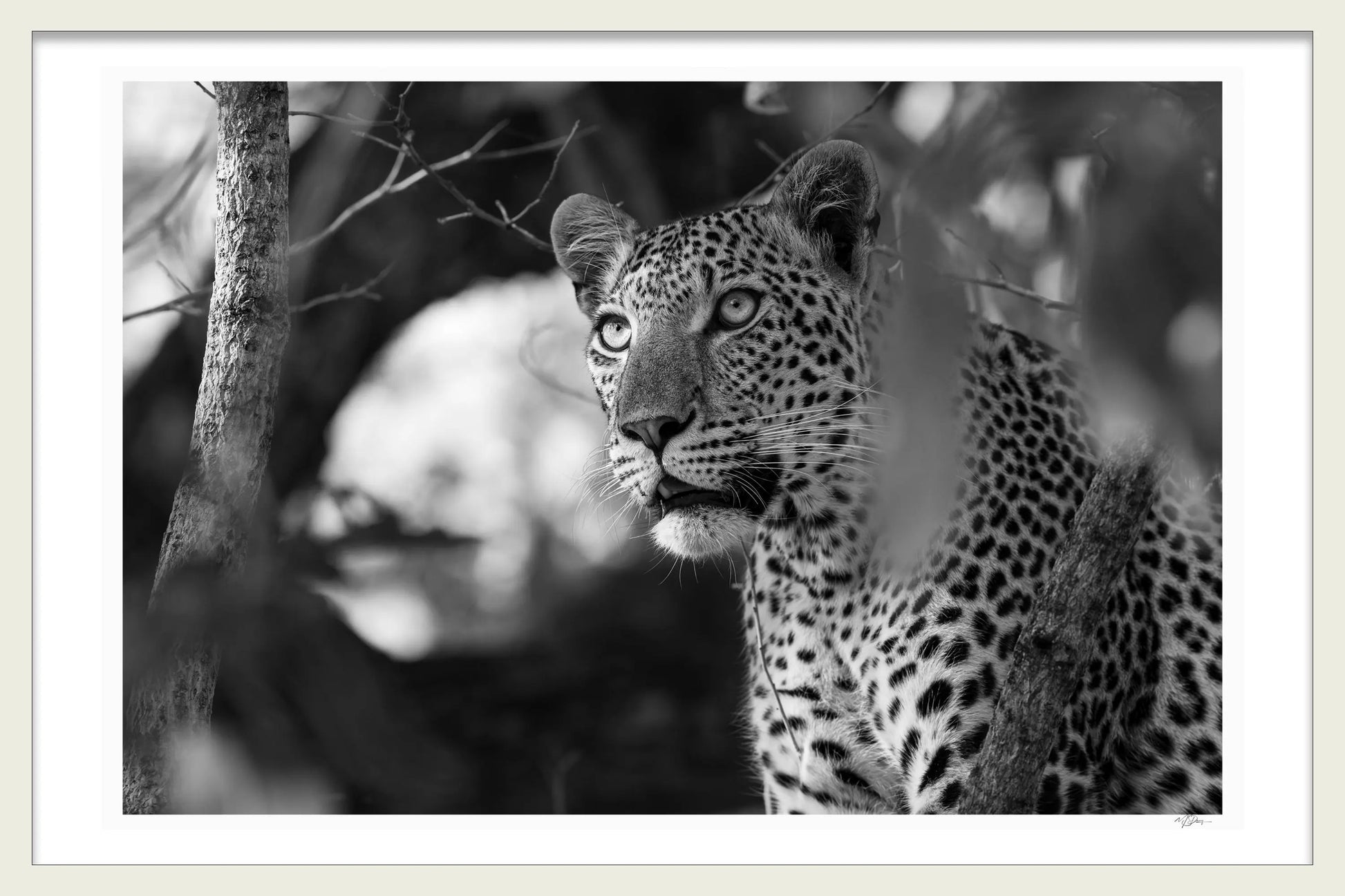 MONOCHROME MAJESTY