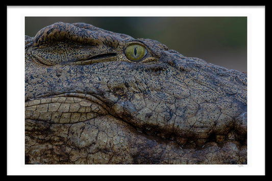 PARIETAL EYE