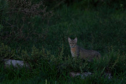 QUIET CURIOSITY