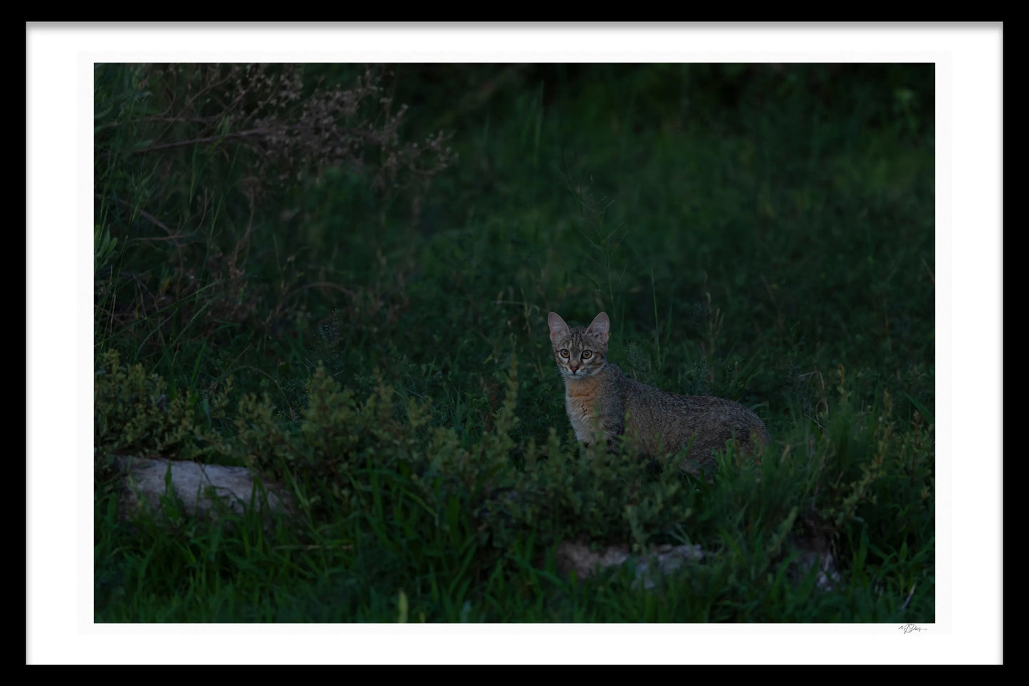 QUIET CURIOSITY