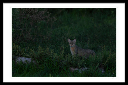 QUIET CURIOSITY
