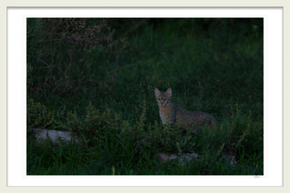 QUIET CURIOSITY