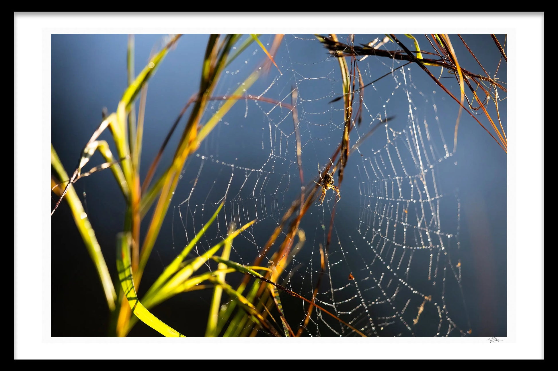 SPIDER WEB - Michael Davy