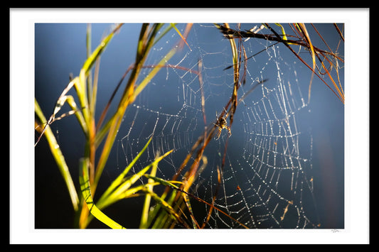 SPIDER WEB - Michael Davy
