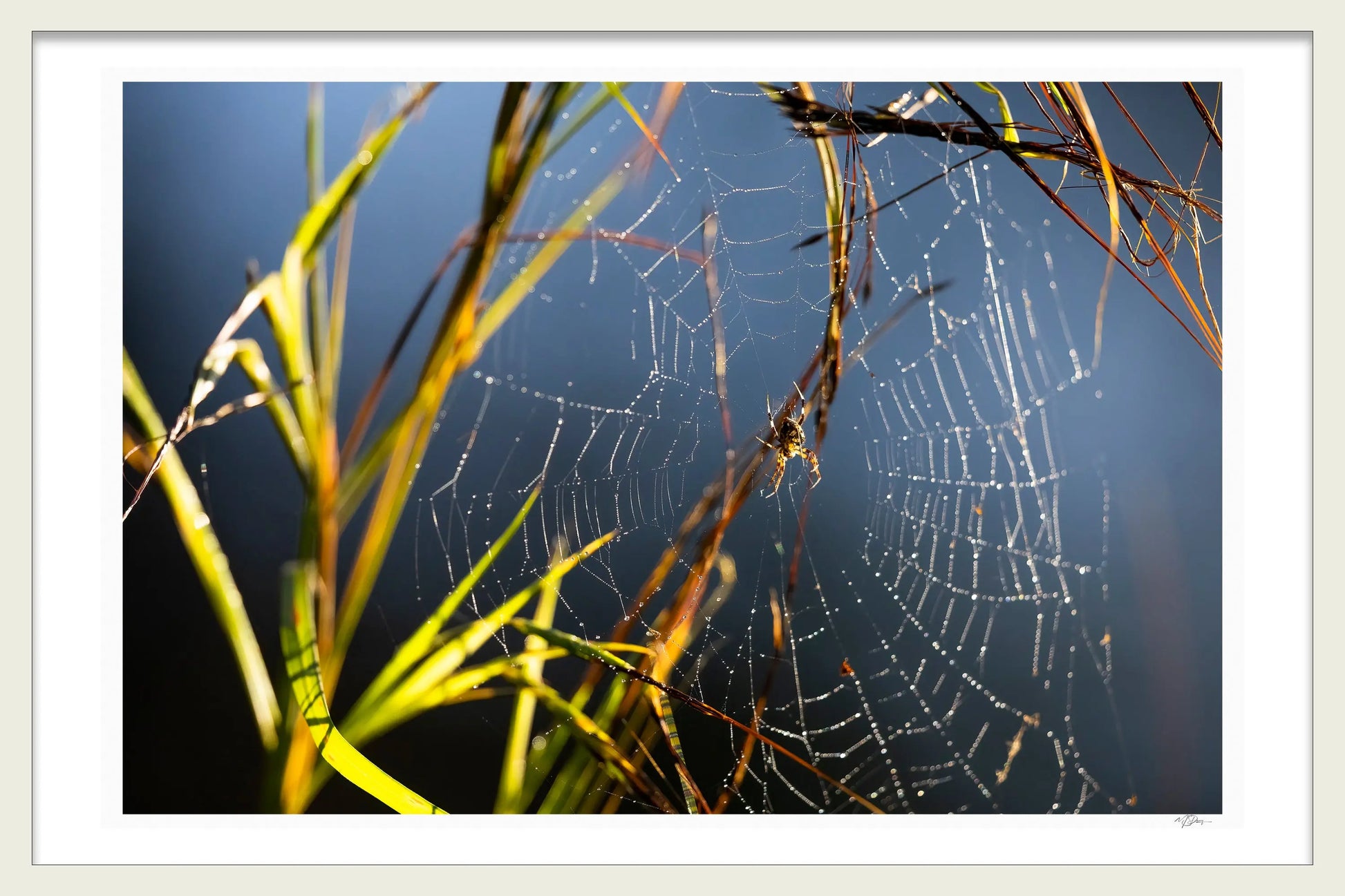 SPIDER WEB - Michael Davy