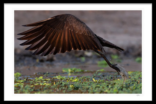 TAKING FLIGHT - Michael Davy