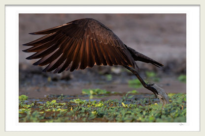 TAKING FLIGHT - Michael Davy
