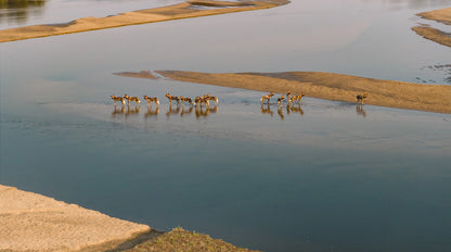 THE CROSSING