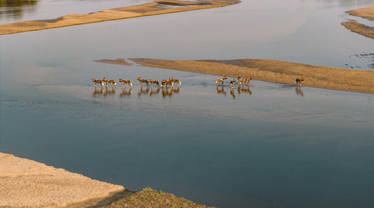 THE CROSSING